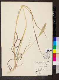 Bothriochloa saccharoides image