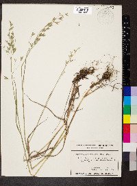 Bromus commutatus image