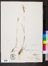 Bromus hordeaceus image