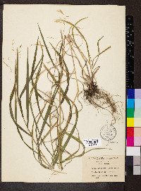 Bromus latiglumis image