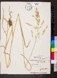 Bromus racemosus image