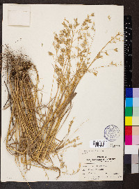 Bromus secalinus image