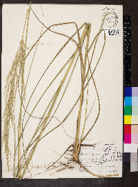 Calamovilfa longifolia image