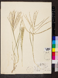 Chloris verticillata image