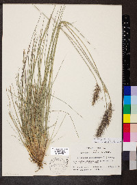 Cenchrus purpurascens image