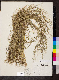 Leptochloa panicea image