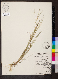 Digitaria filiformis image