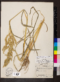 Echinochloa crus-galli var. frumentacea image