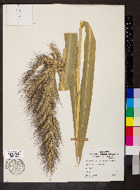 Echinochloa walteri image