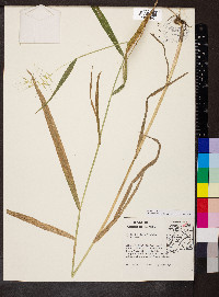 Elymus hystrix image