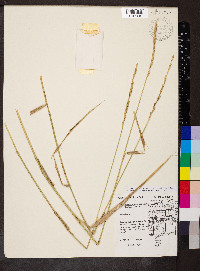 Elymus lanceolatus image