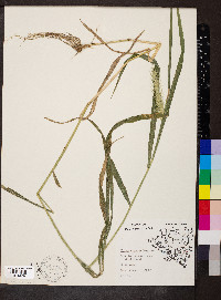 Elymus riparius image