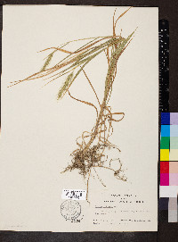 Elymus villosus image