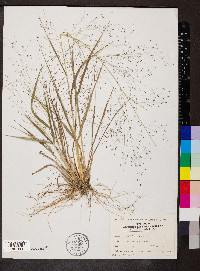 Eragrostis capillaris image