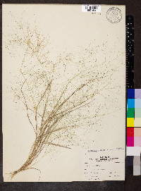 Eragrostis capillaris image