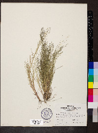 Eragrostis frankii image