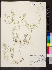 Eragrostis hypnoides image
