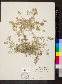 Eragrostis hypnoides image