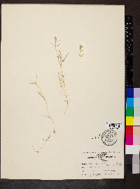 Eragrostis pilosa image