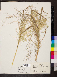 Eragrostis trichodes image