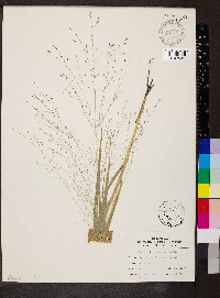 Eragrostis trichodes image