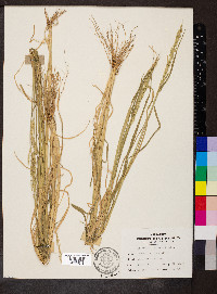 Eriochloa contracta image