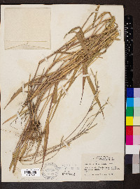 Eriochloa villosa image