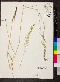 Festuca paradoxa image