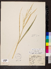 Glyceria septentrionalis var. arkansana image