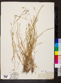 Hordeum secalinum image