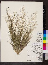 Leptochloa panicea subsp. mucronata image