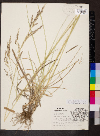 Lolium arundinaceum image