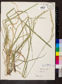 Lolium arundinaceum image