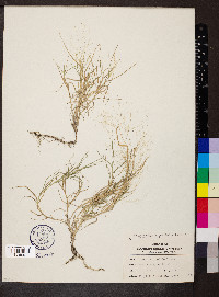 Muhlenbergia asperifolia image