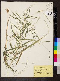 Muhlenbergia bushii image