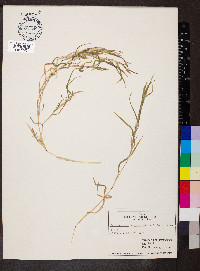 Muhlenbergia × curtisetosa image