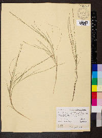 Muhlenbergia cuspidata image