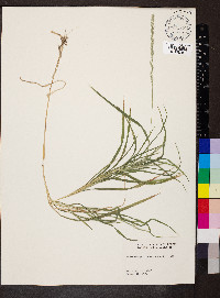 Muhlenbergia racemosa image