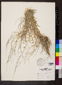 Muhlenbergia schreberi image