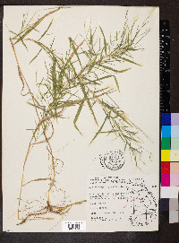 Muhlenbergia sylvatica image