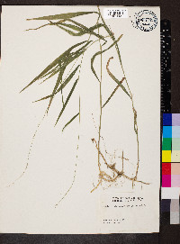 Muhlenbergia tenuiflora image