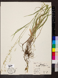 Melica nitens image