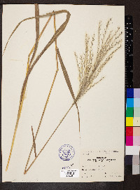 Miscanthus sacchariflorus image