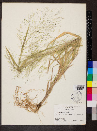 Panicum gattingeri image