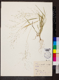 Panicum philadelphicum image