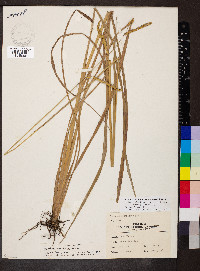 Paspalum lentiferum image