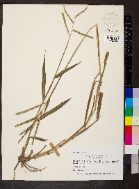 Paspalum pubiflorum image
