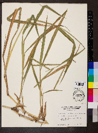 Paspalum pubiflorum image