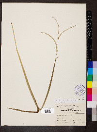 Paspalum setaceum var. stramineum image