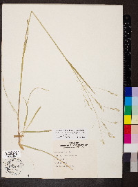 Poa autumnalis image